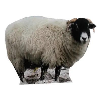 Får Kartongfigur