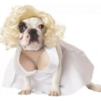 Marilyn Monroe Hund Maskeraddräkt