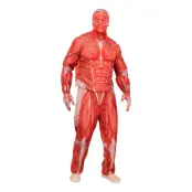 Anatomi Maskeraddräkt - X-Large