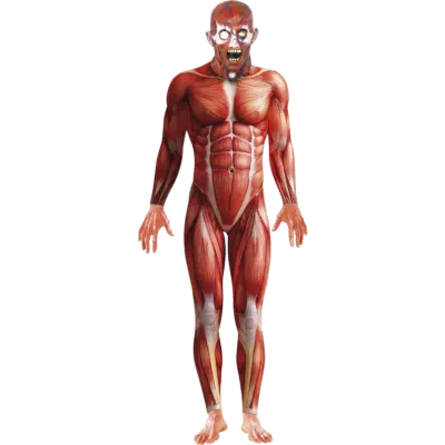 Mänsklig anatomi-dräkt M