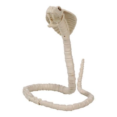 Orm Skelett Prop