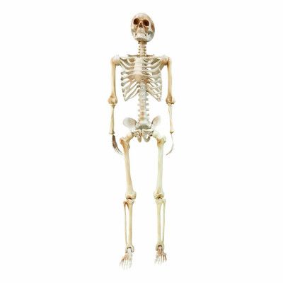 Realistiskt Skelett i Plast