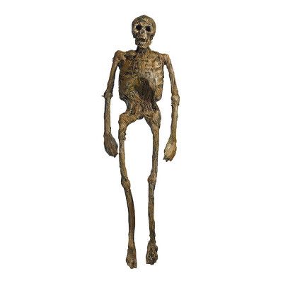 Ruttet Skelett Prop - 152 cm